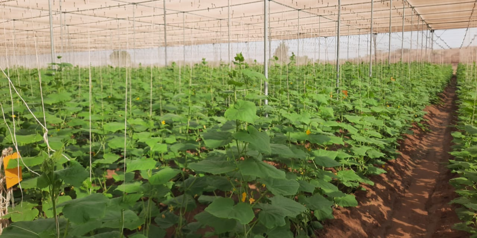 Understanding Net Houses: A Cost-Effective Farming Solution in India